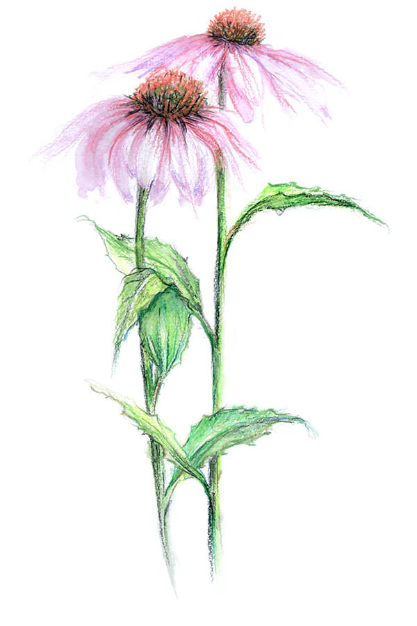 Echinacea